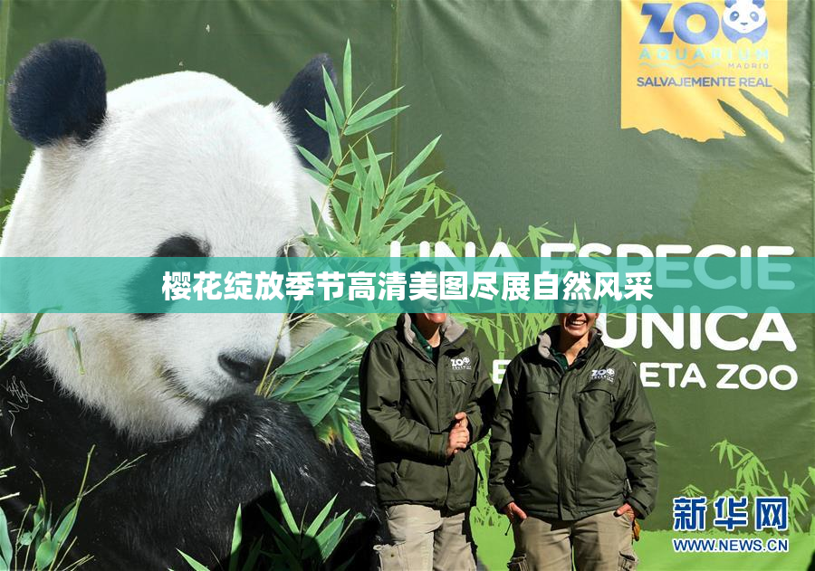 樱花绽放季节高清美图尽展自然风采