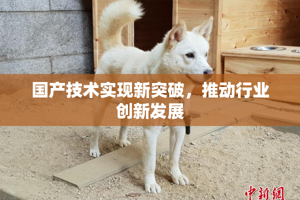国产技术实现新突破，推动行业创新发展