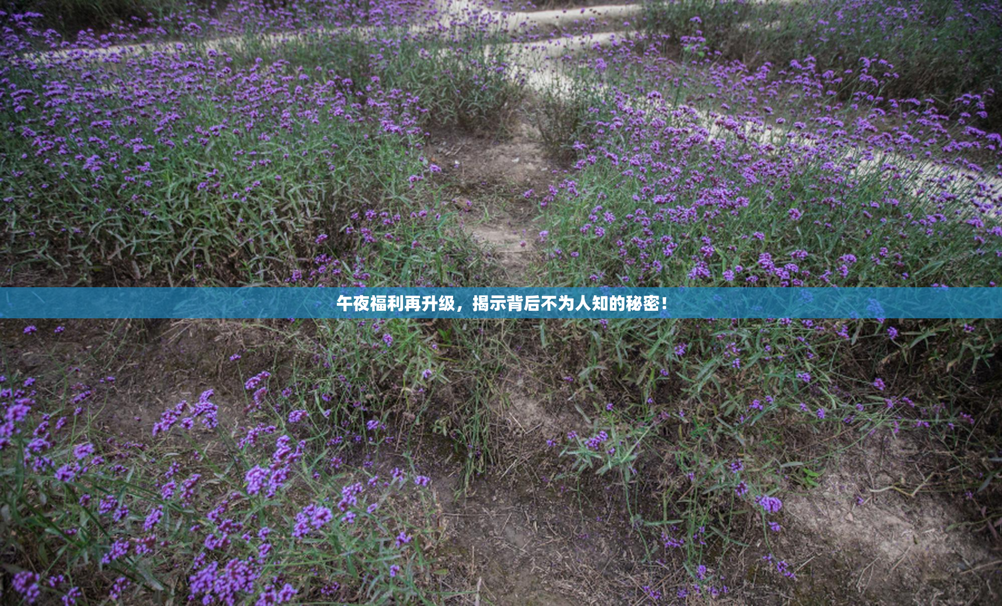 午夜福利再升级，揭示背后不为人知的秘密！