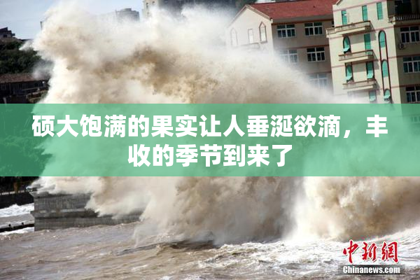 硕大饱满的果实让人垂涎欲滴，丰收的季节到来了