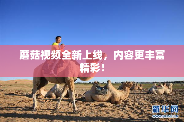 蘑菇视频全新上线，内容更丰富精彩！
