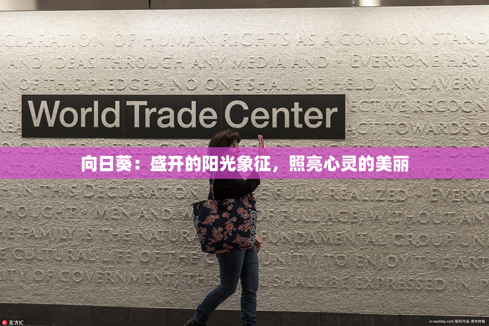 向日葵：盛开的阳光象征，照亮心灵的美丽