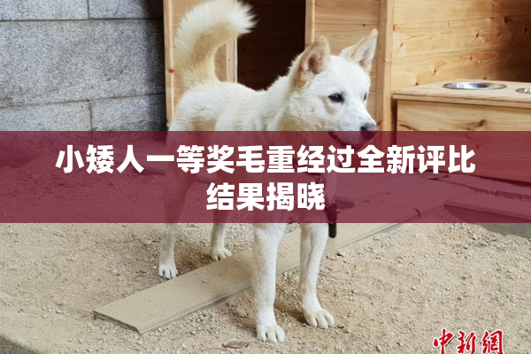 小矮人一等奖毛重经过全新评比结果揭晓