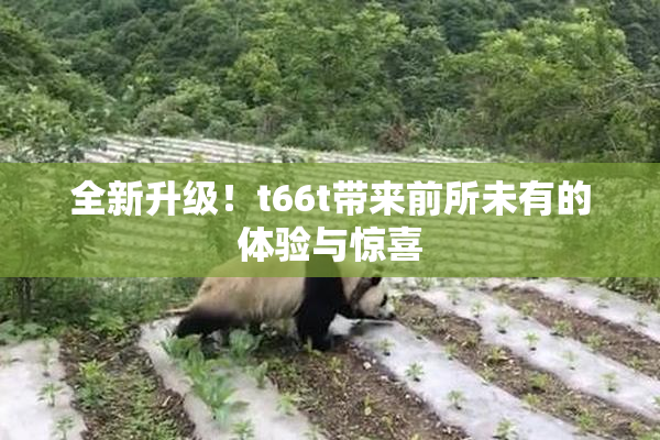 全新升级！t66t带来前所未有的体验与惊喜