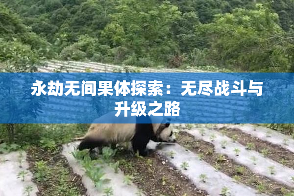 永劫无间果体探索：无尽战斗与升级之路