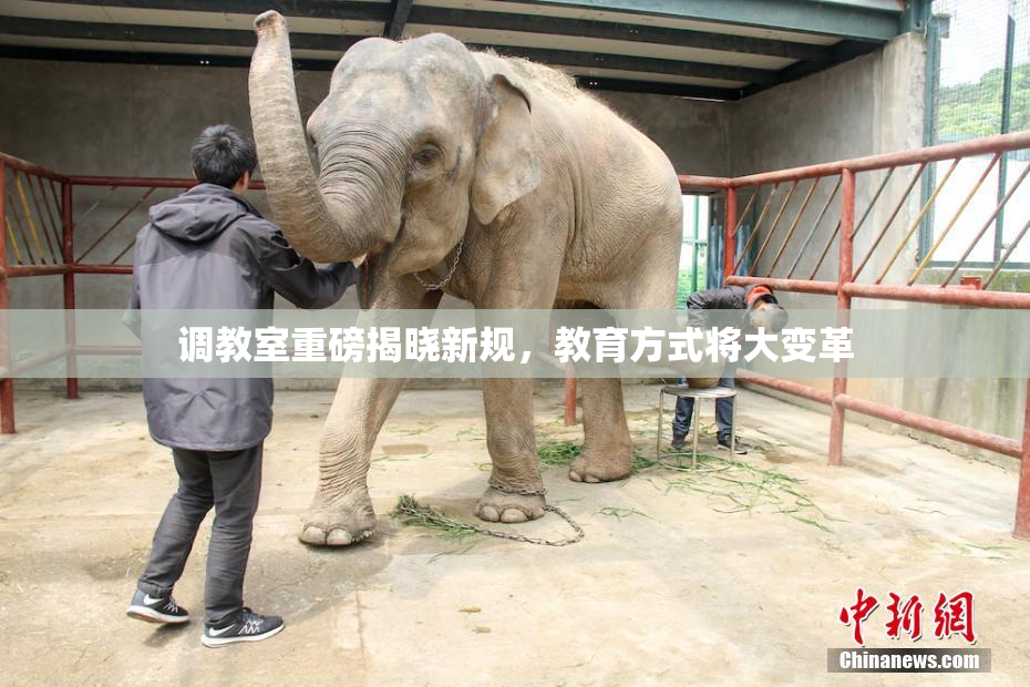 调教室重磅揭晓新规，教育方式将大变革