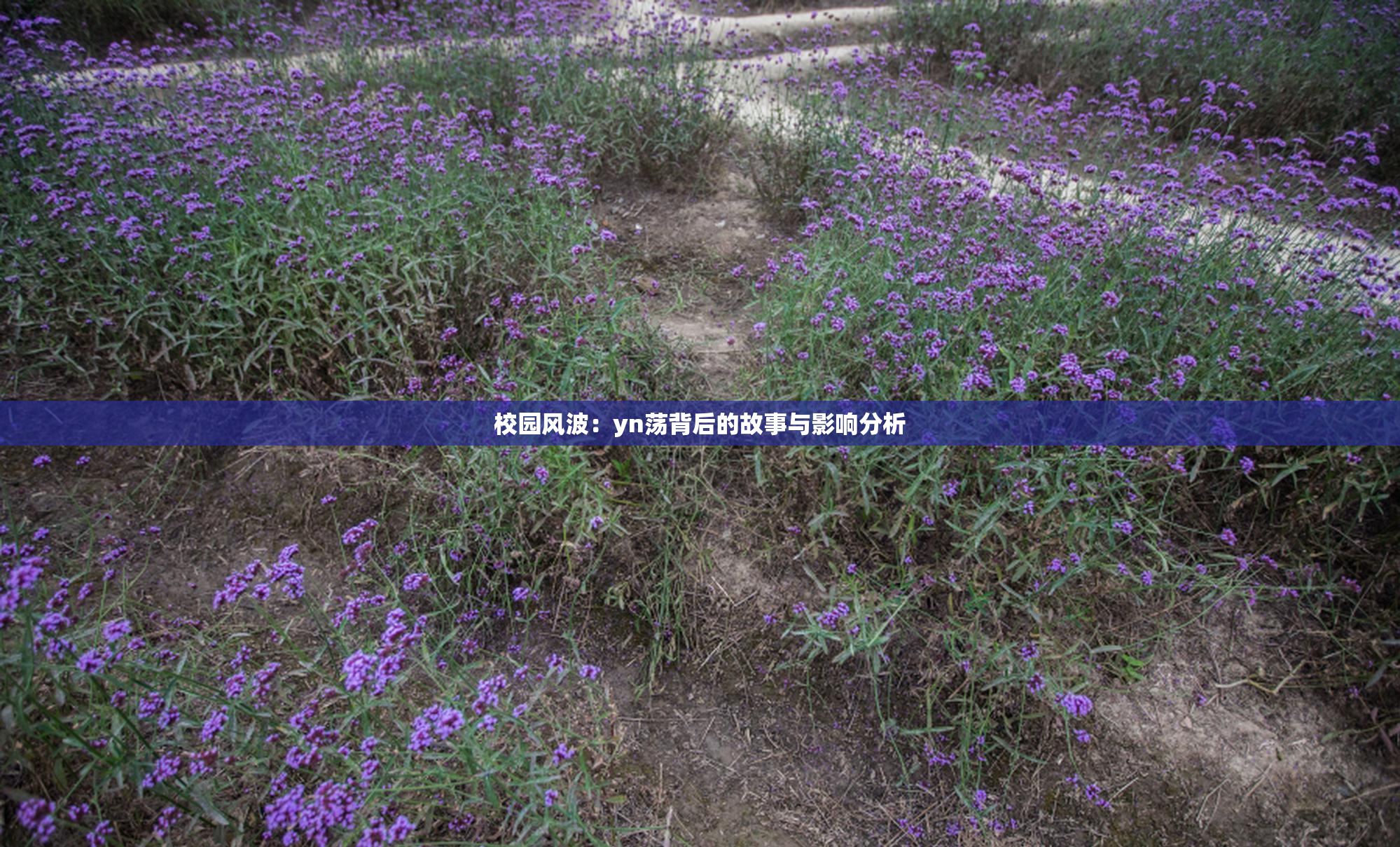 校园风波：yn荡背后的故事与影响分析