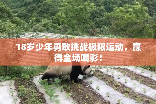 18岁少年勇敢挑战极限运动，赢得全场喝彩！