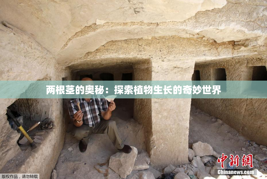两根茎的奥秘：探索植物生长的奇妙世界