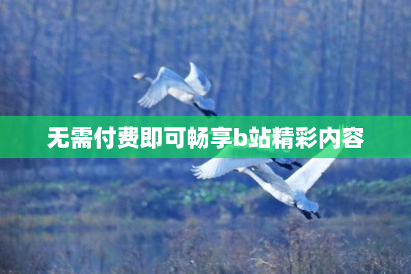 无需付费即可畅享b站精彩内容