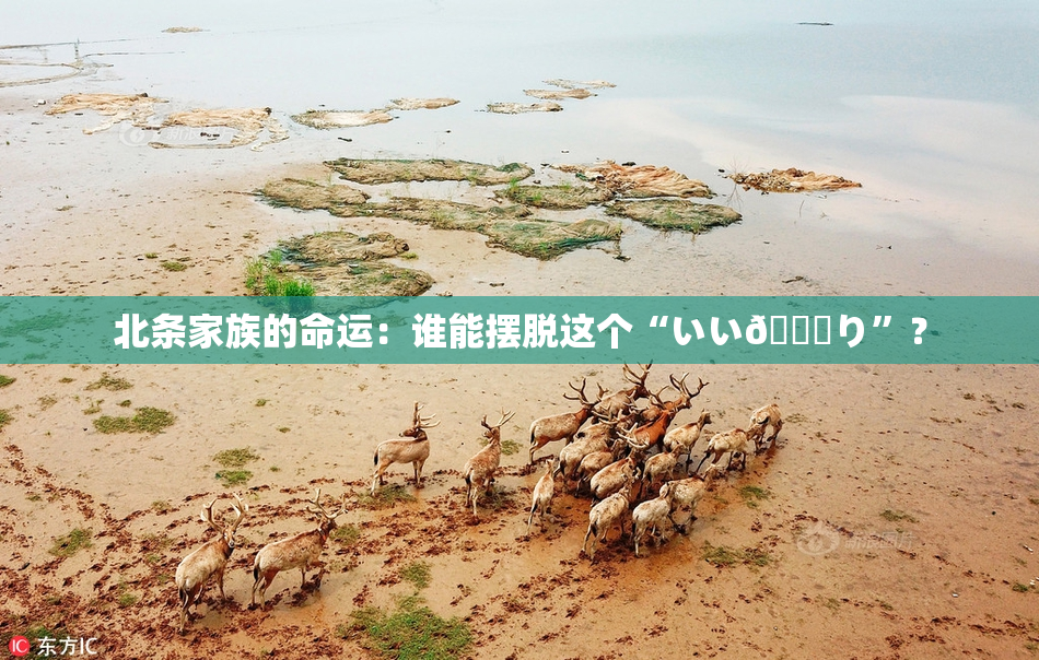 北条家族的命运：谁能摆脱这个“いい🍑り”？