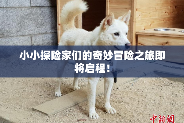 小小探险家们的奇妙冒险之旅即将启程！