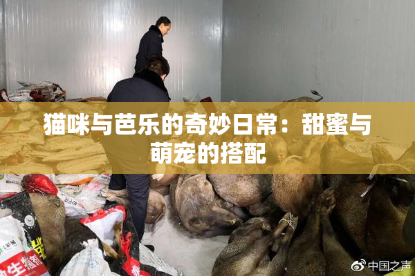 猫咪与芭乐的奇妙日常：甜蜜与萌宠的搭配