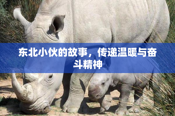 东北小伙的故事，传递温暖与奋斗精神