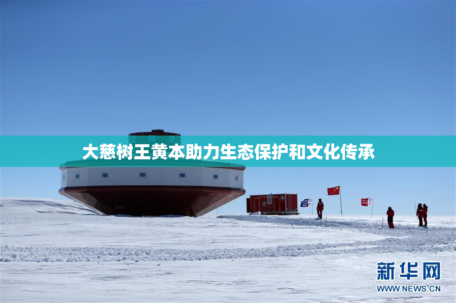 大慈树王黄本助力生态保护和文化传承