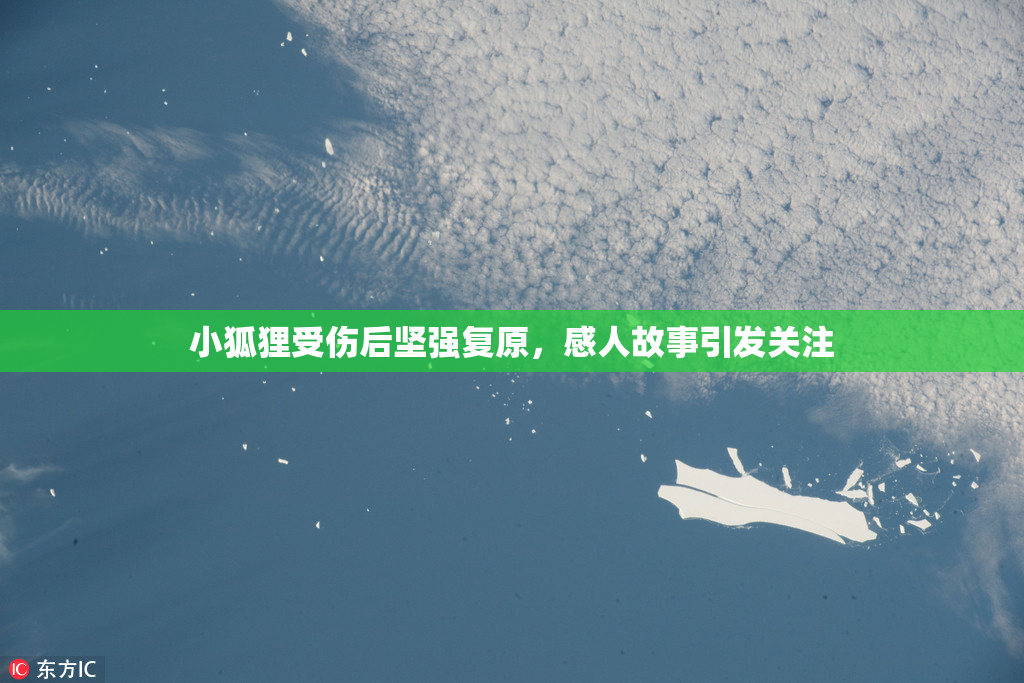 小狐狸受伤后坚强复原，感人故事引发关注