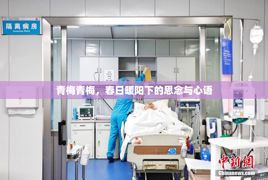 青梅青梅，春日暖阳下的思念与心语