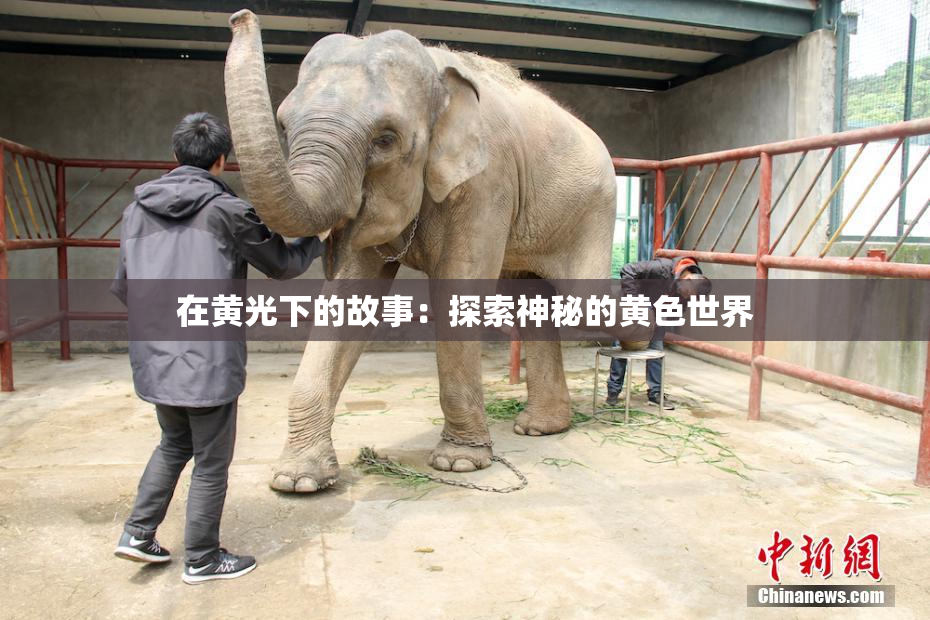 在黄光下的故事：探索神秘的黄色世界