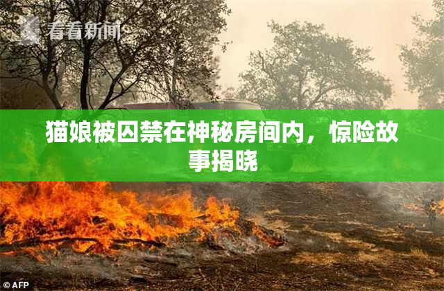 猫娘被囚禁在神秘房间内，惊险故事揭晓
