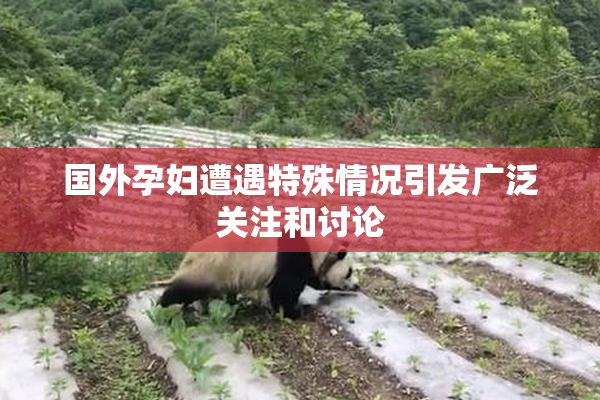 国外孕妇遭遇特殊情况引发广泛关注和讨论