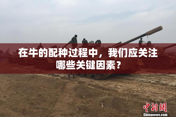 在牛的配种过程中，我们应关注哪些关键因素？
