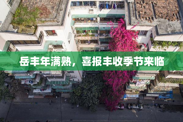 岳丰年满熟，喜报丰收季节来临