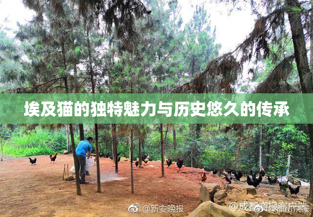 埃及猫的独特魅力与历史悠久的传承