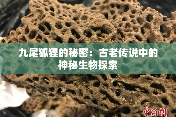 九尾狐狸的秘密：古老传说中的神秘生物探索