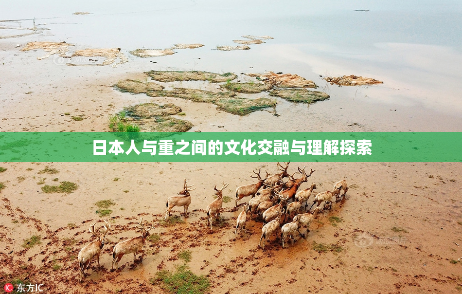 日本人与重之间的文化交融与理解探索