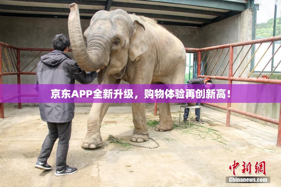 京东APP全新升级，购物体验再创新高！