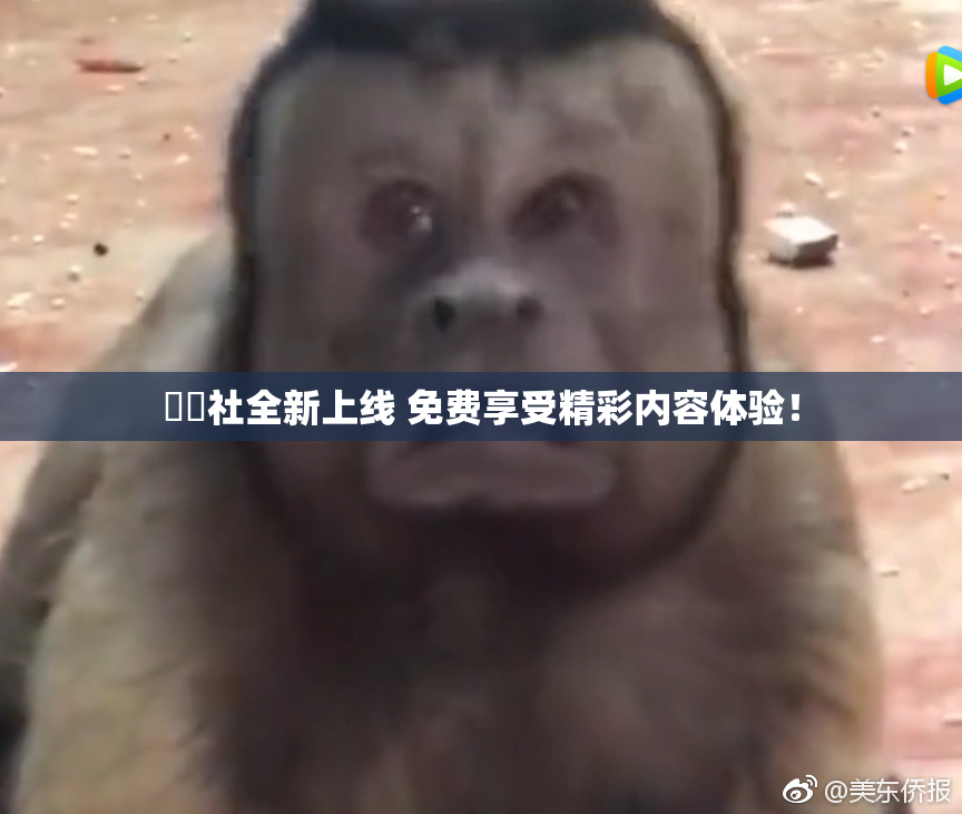 擼擼社全新上线 免费享受精彩内容体验！