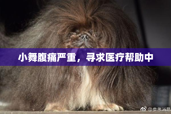 小舞腹痛严重，寻求医疗帮助中