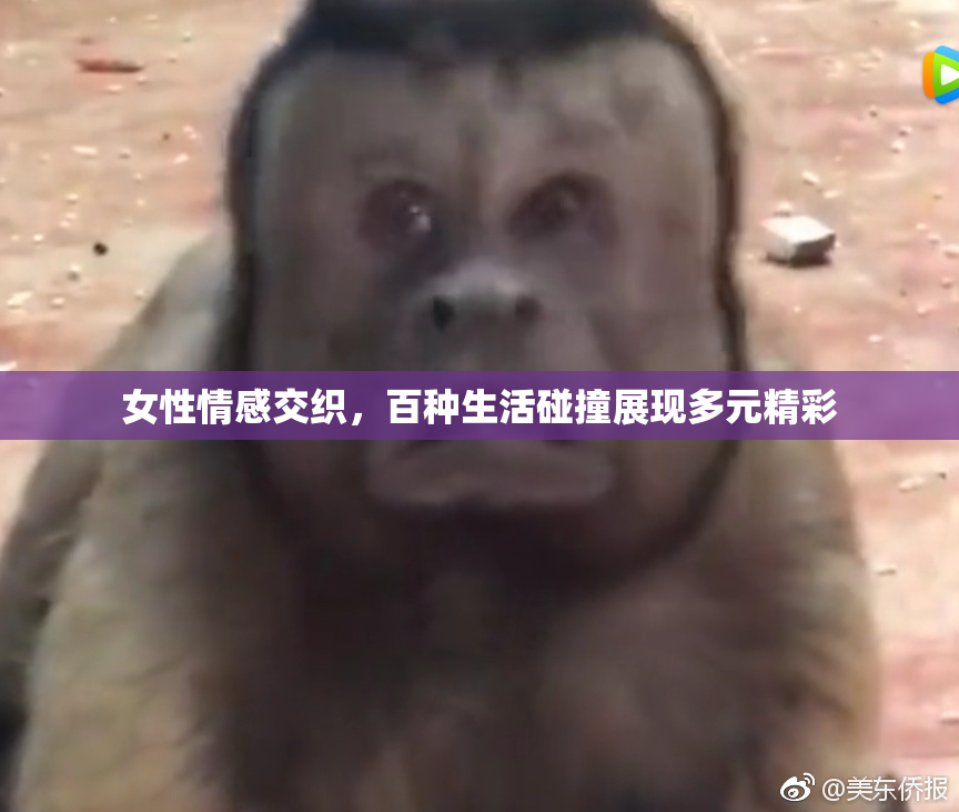 女性情感交织，百种生活碰撞展现多元精彩
