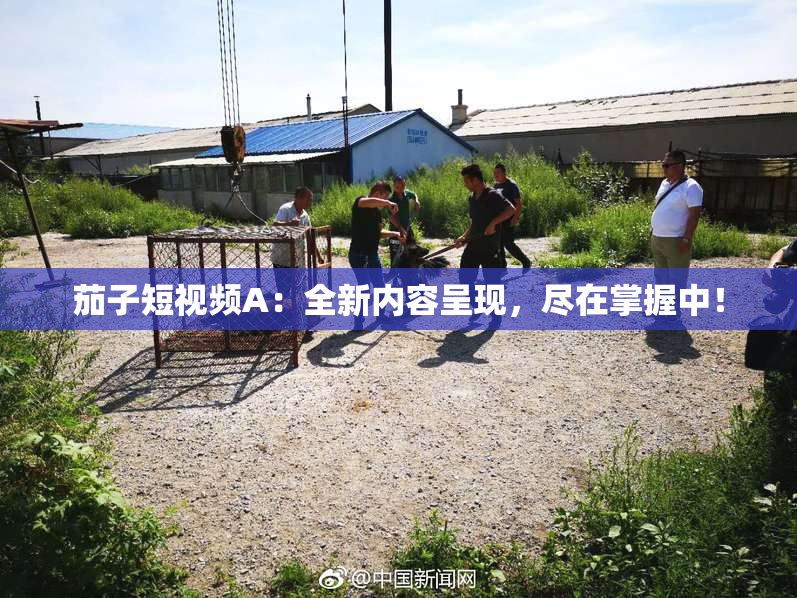 茄子短视频A：全新内容呈现，尽在掌握中！