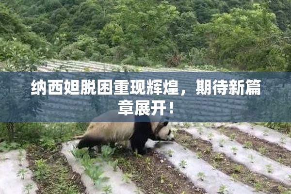 纳西妲脱困重现辉煌，期待新篇章展开！
