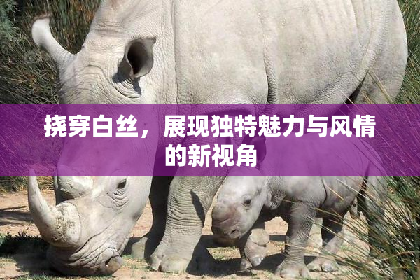 挠穿白丝，展现独特魅力与风情的新视角