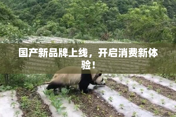 国产新品牌上线，开启消费新体验！