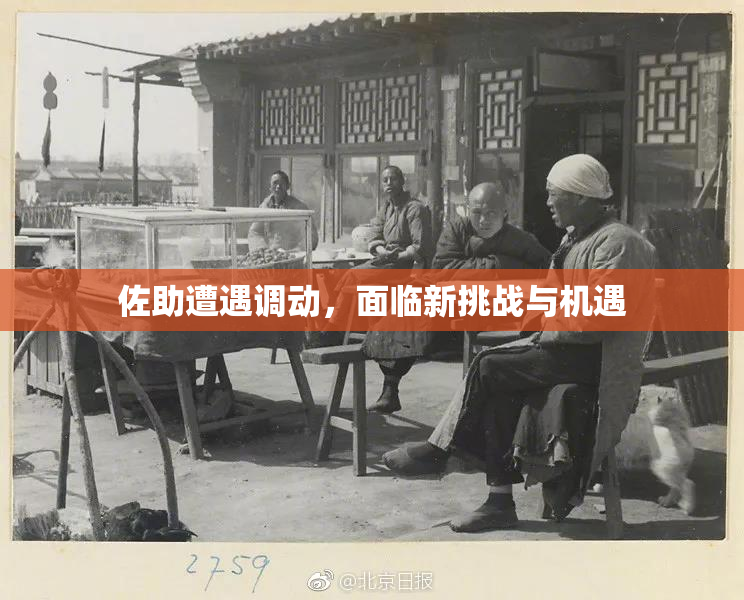 佐助遭遇调动，面临新挑战与机遇