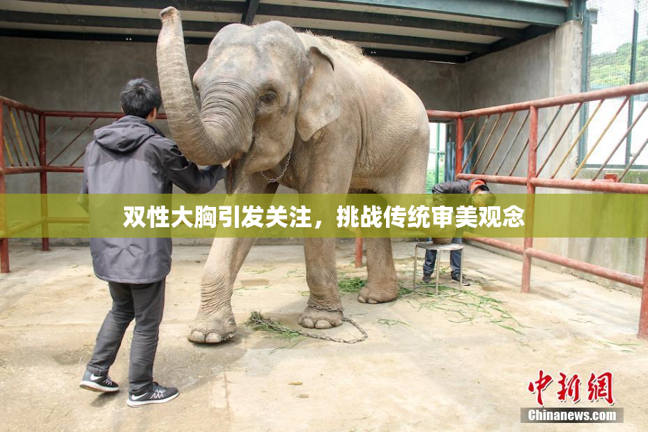 双性大胸引发关注，挑战传统审美观念