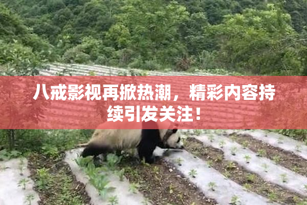 八戒影视再掀热潮，精彩内容持续引发关注！