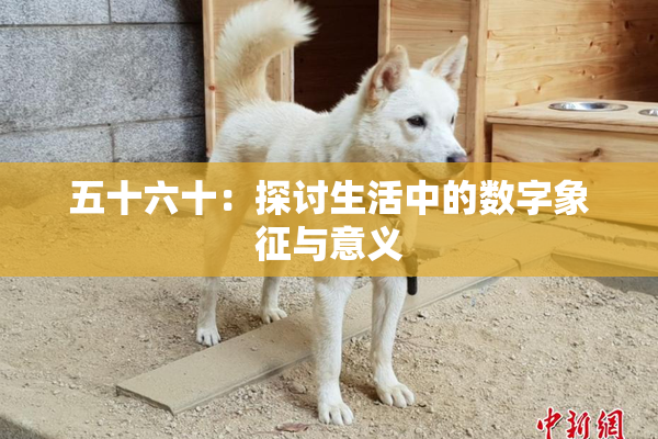 五十六十：探讨生活中的数字象征与意义