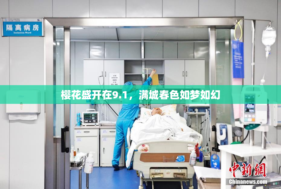 樱花盛开在9.1，满城春色如梦如幻
