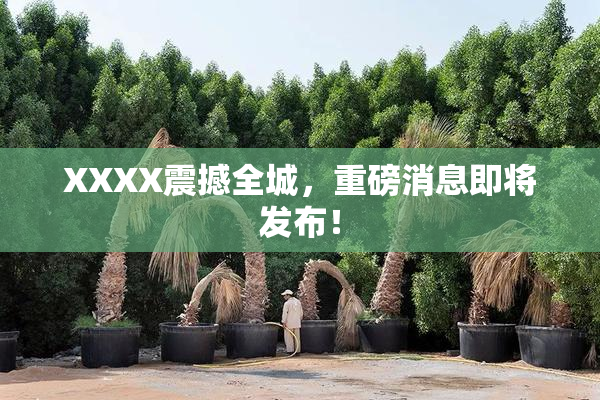 XXXX震撼全城，重磅消息即将发布！