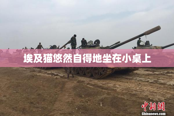 埃及猫悠然自得地坐在小桌上
