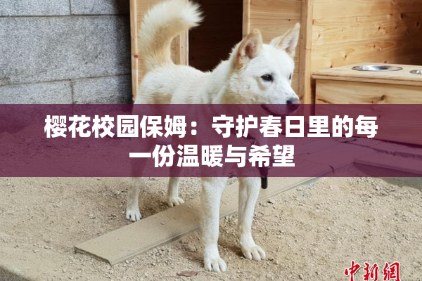 樱花校园保姆：守护春日里的每一份温暖与希望