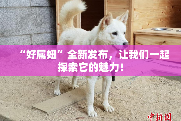 “好属妞”全新发布，让我们一起探索它的魅力！