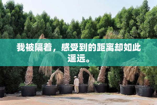 我被隔着，感受到的距离却如此遥远。