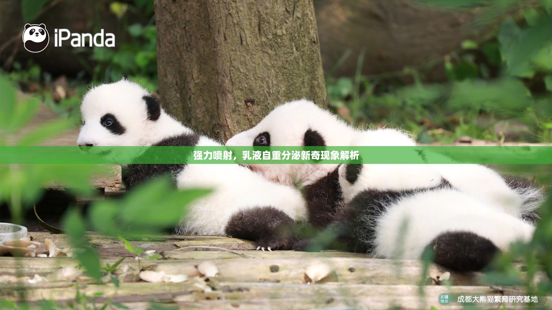 强力喷射，乳液自重分泌新奇现象解析