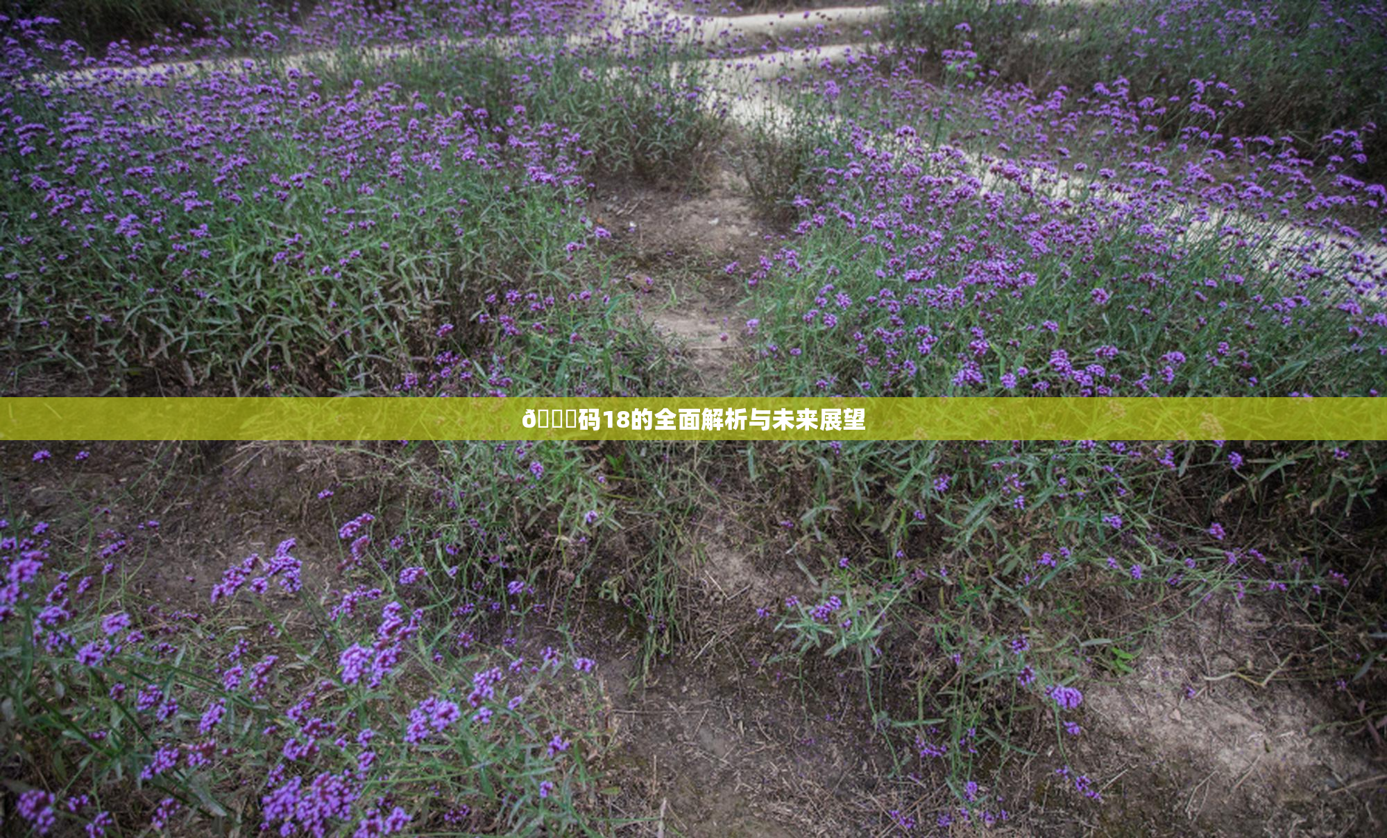 🈚码18的全面解析与未来展望