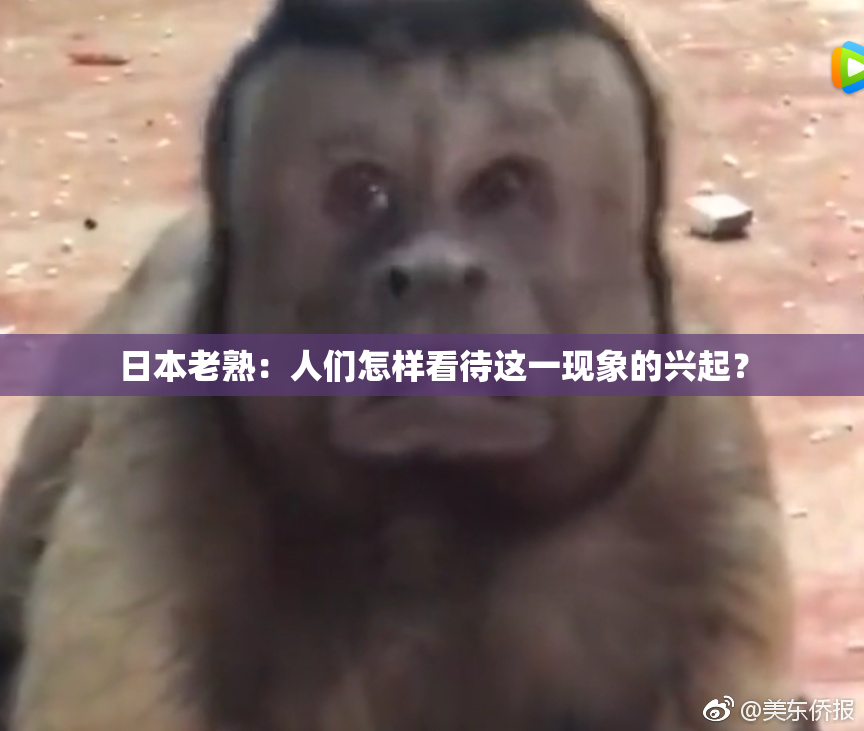 日本老熟：人们怎样看待这一现象的兴起？